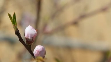 Bal arısı böceği uçarken çiçek açan şeftali ağacından polen topluyor. .