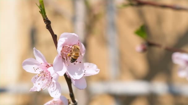 Honungsbi Insekt Flyger Medan Samla Pollen Från Blommande Persika Träd — Stockvideo