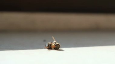Bal arısı böceğinin hava kirliliği böcek ilaçları yüzünden yerde ölüşünün yakın görüntüsü, doğa hasarı 4k.