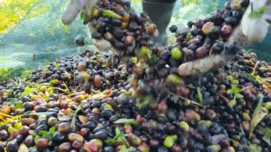 Çiftçi el görüşü, hasat edilen biyolojik zeytinler, ekstra bakire zeytin yağı üretimi endüstrisi..