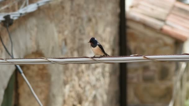 Bahar Kırlangıç Kuşu Elektrik Kabloları Üzerinde Yaşıyor Hayvan Yaşam Alanı — Stok video