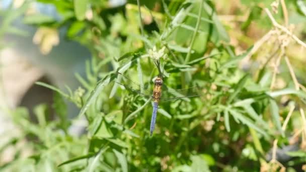 Μακροσκοπική Άποψη Της Άγριας Dragonfly Έντομο Αφήνοντας Ένα Οικοσύστημα Άνοιξη — Αρχείο Βίντεο