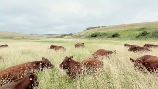ブリストルの七姉妹が農村の生態系 動物の繁殖産業に放牧している野生の牛 4Kについて — ストック動画