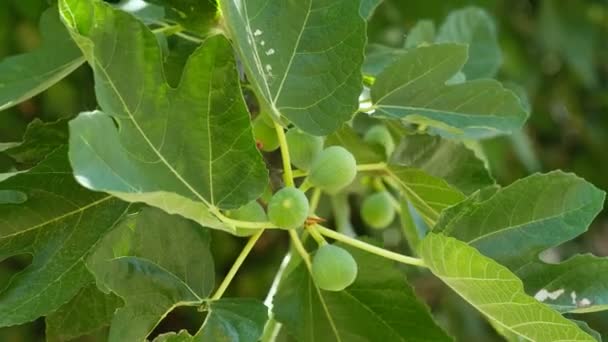 Delicious Green Italian Figs Plant Leaves Branch Fico Bianco Cilento — ストック動画