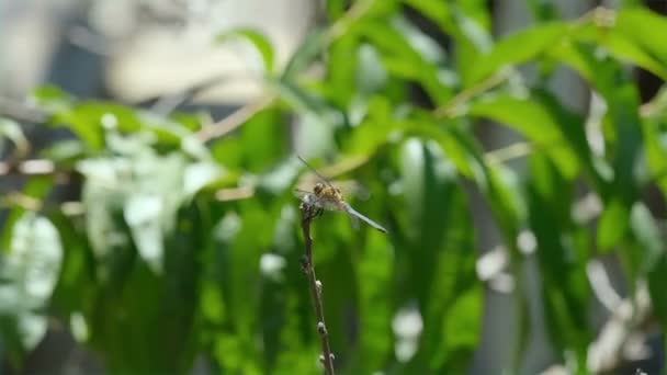 Macro Uitzicht Wilde Libelle Insect Verlaten Een Lente Weide Ecosysteem — Stockvideo