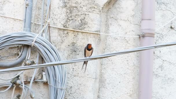 Spring Swallow Bird Living Power Line Cables Animal Habitat Contamination — Stock Video