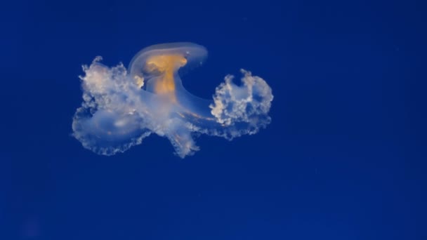 Medusa Gelei Vissen Drijvend Diepe Oceaan Afgrond Water Ecosysteem Dieren — Stockvideo