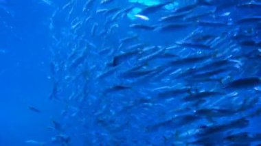 Derin okyanus dipsiz su ekosisteminde birlikte yaşayan balık sürüleri, su altında yaşayan vahşi hayvanlar. 4k