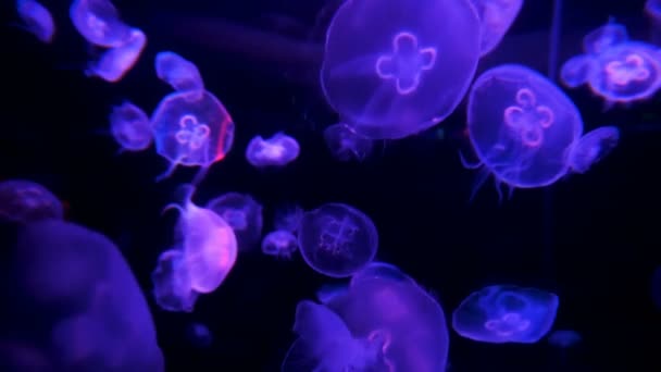 Редкие Фиолетовые Медузы Медузы Медузы Плавающие Глубокой Океанической Бездне Водной — стоковое видео