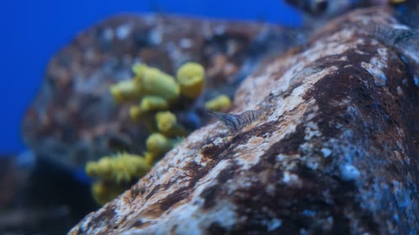 Vista Cerca Plancton Krill Peces Que Viven Océano Profundo Abismo — Vídeos de Stock