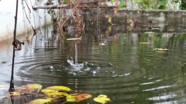 Vahşi gölet akıntısı dalgalanan su, doğal yenilenebilir kaynaklar, akışkan hareket. 4k