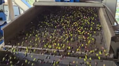 Zeytinyağı değirmeni yıkama makinesi, zeytinlerin yuvarlanma hareketi, İtalyan ekstra bakire üretim endüstrisi, yavaş çekim. 4k