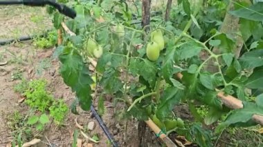Çiftçi kırsal tarım plantasyonuna böcek ilacı sıkarak sebze ve kimyasal tarım tedavisini önler..