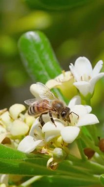 Bal arıları, bitki çiçeklerinden polen toplar. Başları, vahşi yaşam böceklerinin tozlaşması. 4k