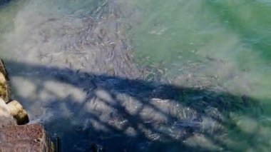Fish flock eating in city sewage discharge polluted water, environmental nature industrial contamination. 4k. 