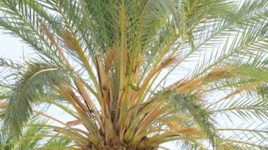 Quaker Parrot birds living on wild palm beach ecosystem, tropical wildlife animals, 4k. 