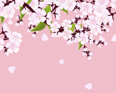 Spring Cherry Blossom. Sakura branch in springtime with falling petals. Blossom. Cherry blossom. Spring flowers.