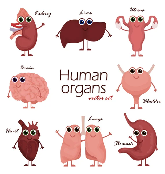 Organos Humanos Dibujos Animados Juego Caracteres Órgano Con Cerebro Pulmón — Vector de stock