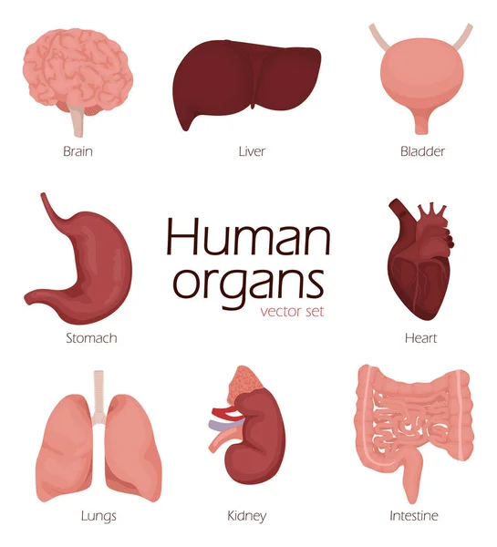 Organes Humains Bande Dessinée Jeu Caractères Organes Avec Cerveau Poumon — Image vectorielle
