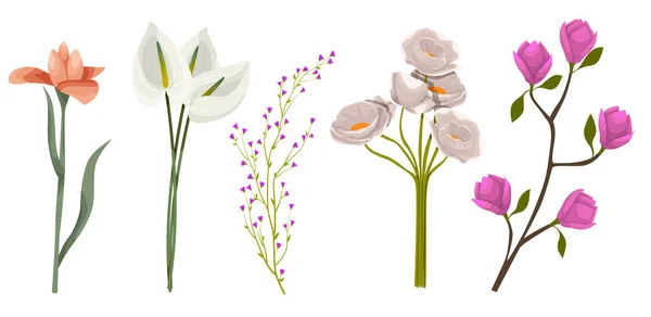 Ställ Botaniska Blomsterinslag Filialer Blad Örter Vilda Växter Blommor Trädgård — Stock vektor