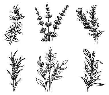 Logo ya da dekorasyon için modaya uygun minimalist çiçekler. Eski moda botanik elementler. Düğün otları, davetiye için zarif yapraklar. Tarih kartını kaydet..