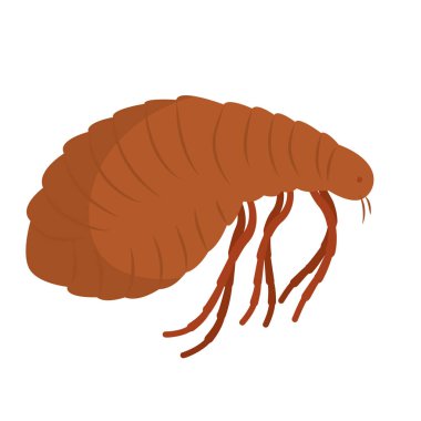 İzole edilmiş renkli bit böcek hayvan ikonu Vektör illüstrasyonuName