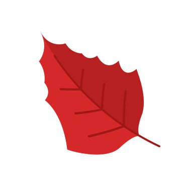 Ilık turuncu ve kırmızı tonlarda iki canlı sonbahar yaprağı, sonbahar tasarımları için mükemmel, Vektör çizimi