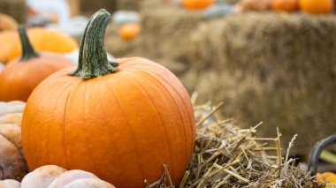 Saman balyalarına dizilmiş canlı bir balkabağı koleksiyonu, sonbahar ve hasat mevsiminin özünü yakalıyor.