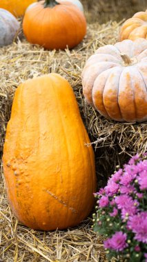 Pembe çiçeklerle çevrili saman balyaları üzerinde renkli balkabakları, sonbahar süslemeleri ve kutlamalar için ideal.