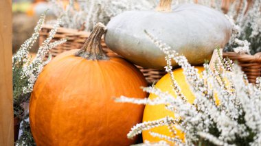 Zarif mevsimlik dekorlar arasında zarif bir şekilde düzenlenmiş canlı balkabağı gösterisi, sonbahar temaları için ideal.