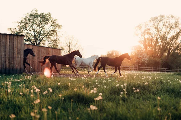 Flowers Field Horses Sunset — Stock Photo, Image