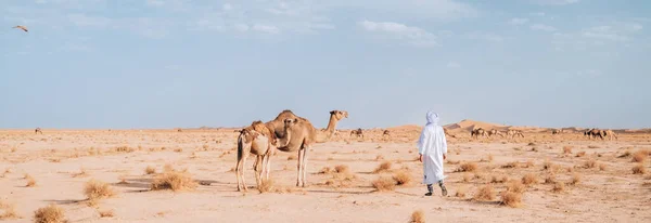 Dromedari Sălbatici Deșertul Sahara Fotografie de stoc