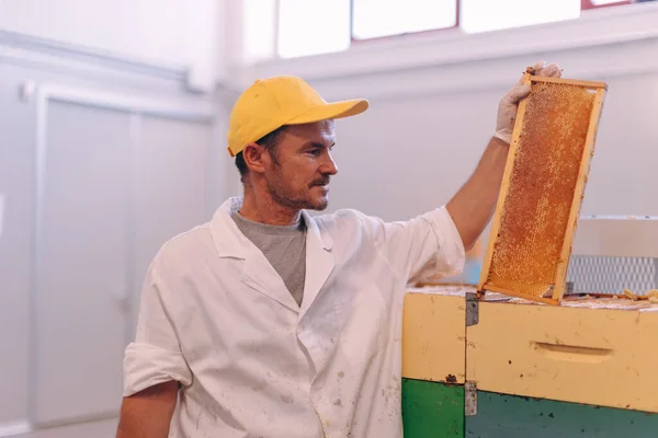 Man Production Chain Shows Honeycomb Full Raw Honey — Stock Photo, Image