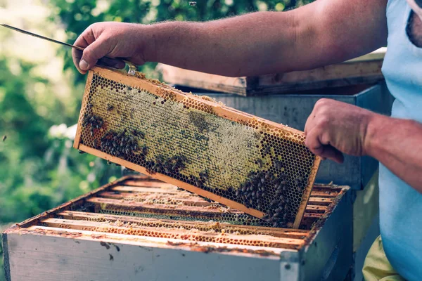 apiarist extracting honeycomb from beehive
