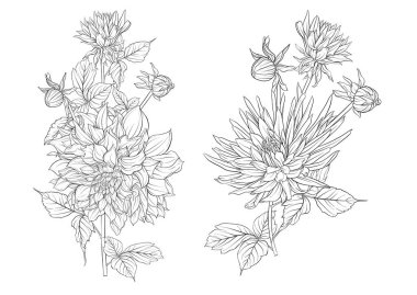 Dahlias flowers, outline and coloured style Clip art, set of elements for design Vector illustration. In botanical style