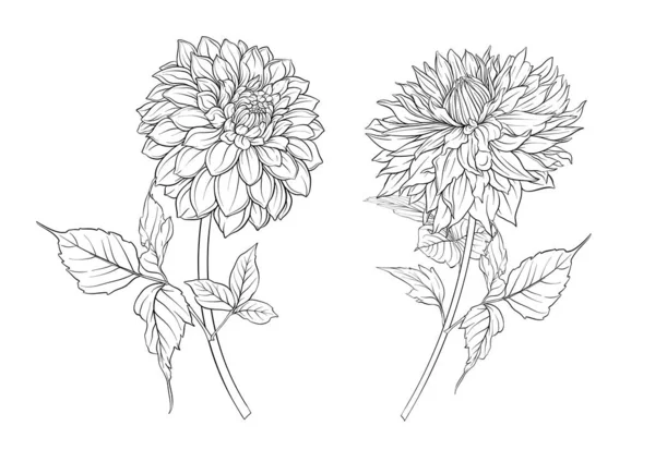 Dahlias Flowers Outline Coloured Style Clip Art Set Elements Design — Archivo Imágenes Vectoriales