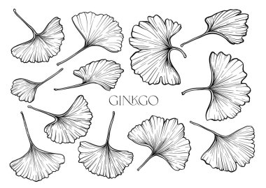 Ginkgo biloba yaprakları. Klip sanatı, tasarım Vektörü illüstrasyonu için elementler kümesi. Botanik tarzında.