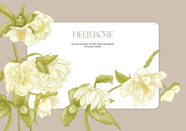 White Hellebore Flowers First Spring Flowering Ranunculus 모티프 테두리 라벨의 — 스톡 벡터