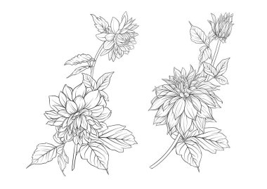 Dahlias flowers, outline and coloured style Clip art, set of elements for design Vector illustration. In botanical style