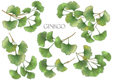 Ginkgo biloba yaprakları. Klip sanatı, tasarım Vektörü illüstrasyonu için elementler kümesi. Botanik tarzında.