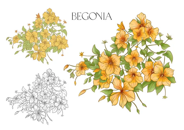 Begonia Set Fiori Foglie Illustrazione Del Vettore Isolato — Vettoriale Stock