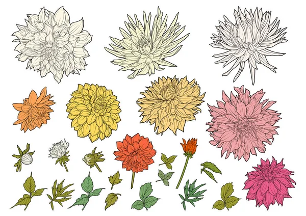 Dahlias Flowers Outline Coloured Style Clip Art Set Elements Design — Stockový vektor