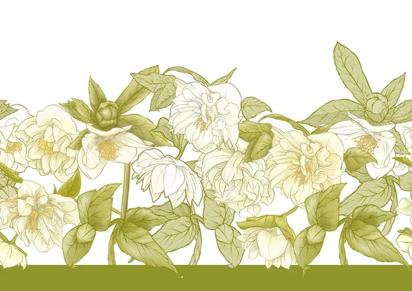 White Hellebore Flowers First Spring Flowering Ranunculus 모티프 바다없는 식물학적 — 스톡 벡터