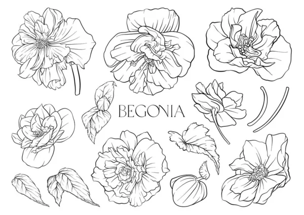 Begonia Uppsättning Blommor Och Blad Isolerad Vektor Illustration — Stock vektor