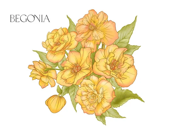 ベゴニア 花と葉のセット 分離ベクトル図 — ストックベクタ