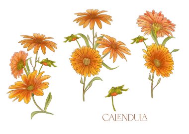 Calendula şifalı bitkiler ve çiçekler. Bir demet çiçek ve yaprak. İzole vektör illüstrasyonu.