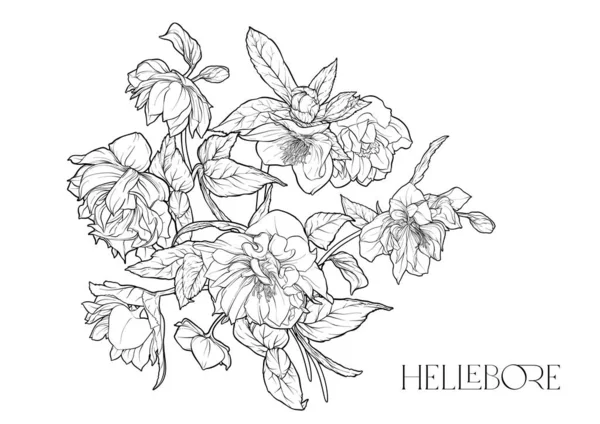 꽃봉오리 Hellebore Flower 꽃이다 모티프 아트는 디자인을 요소입니다 일러스트 미술의 — 스톡 벡터