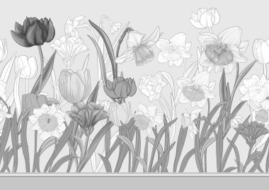 White daffodils and tulips flowers, the early spring flowers. Seamless border pattern, linear ornament, ribbon Vector illustration. In botanical style