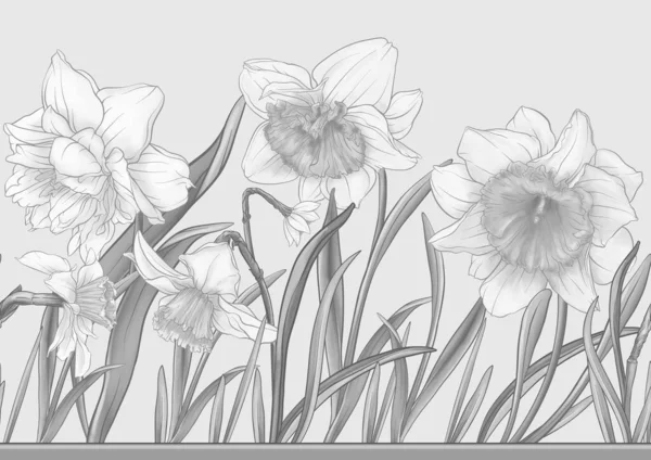 White Daffodils Tulips Flowers Early Spring Flowers Seamless Border Pattern —  Vetores de Stock