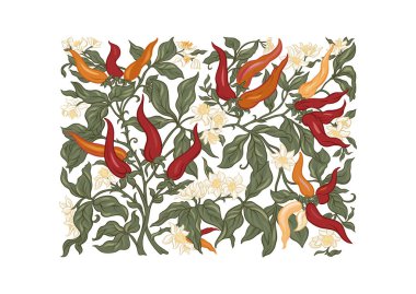 Meyve ve çiçekli sıcak biber bitkisi Clip Art, tasarım Vektörü illüstrasyonu için elementler seti. Yeni sanat tarzında, eski, eski, eski tarzda..